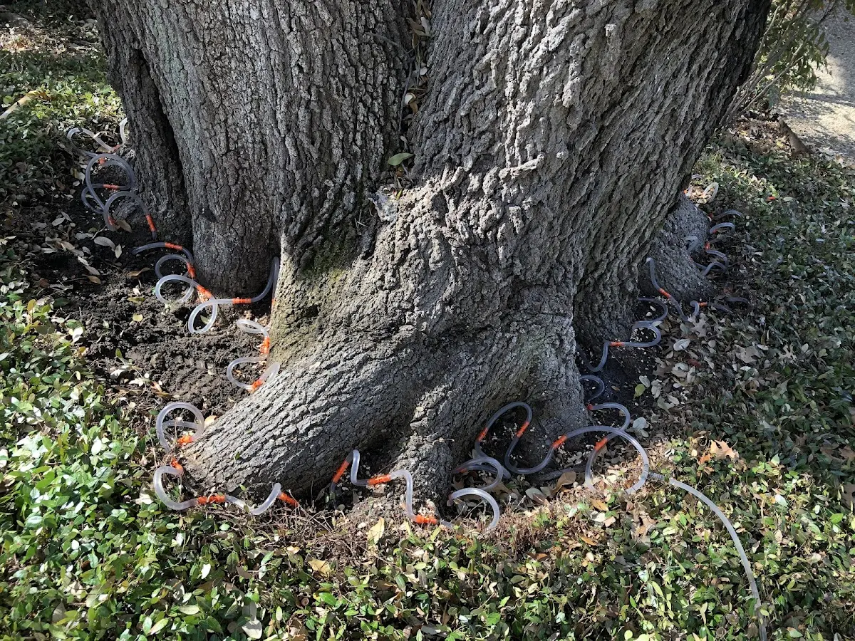 Detailed Tree Cabling and Bracing job site in Jenkinsville