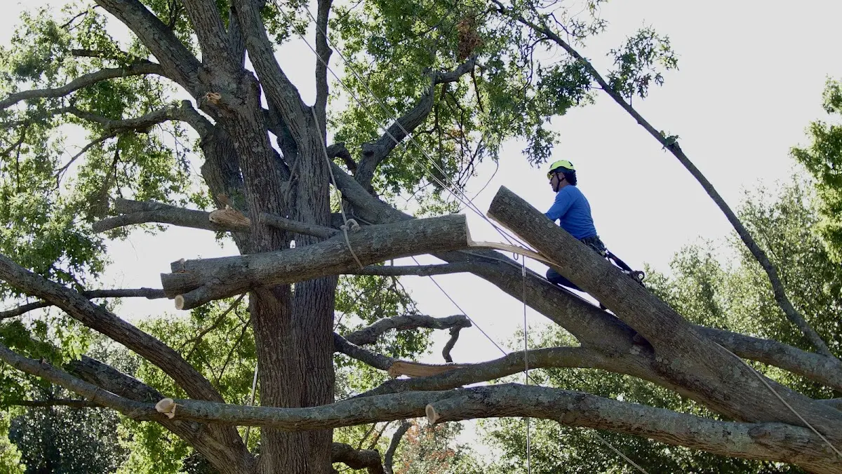 Professional Hazardous Tree Removal performed by certified arborists in Jenkinsville