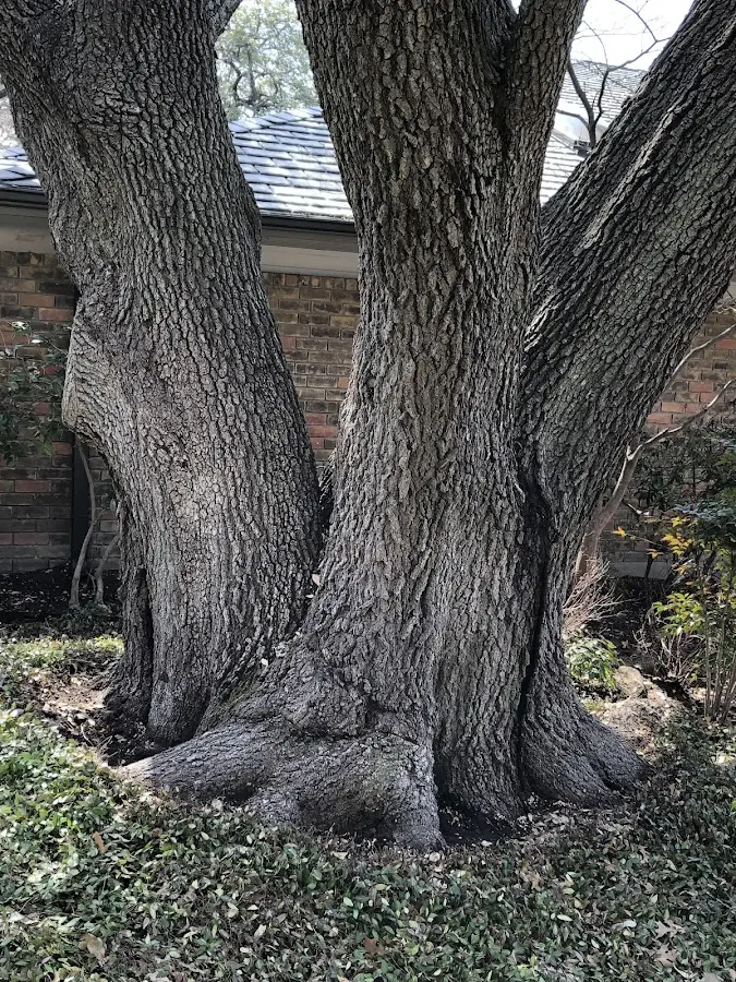 Mature heritage tree close to a Jenkinsville property cared for by certified arborists